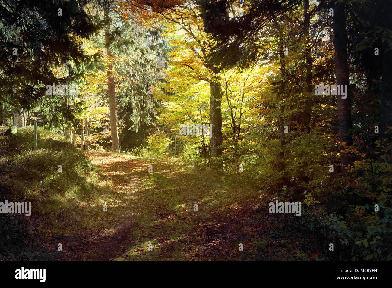 Joli chemin de randonnée appelé 'Ibacher Panoramaweg' près de Oberibach montrant le paysage coloré dans le sud de la Forêt-Noire à l'automne, Allemagne Banque D'Images