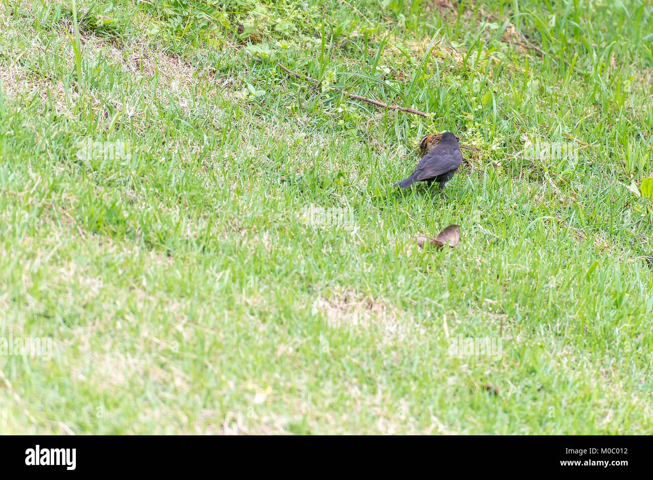 Le vacher luisant parasitant le collier sparrow sur le terrain Banque D'Images