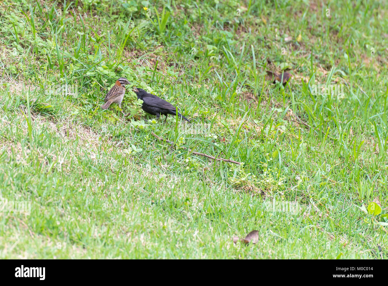 Le vacher luisant parasitant le collier sparrow sur le terrain Banque D'Images