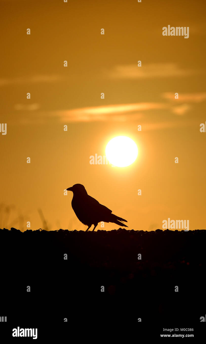 Crow silhouetté par le coucher de soleil à la côte du Sussex, Newhaven, UK Banque D'Images