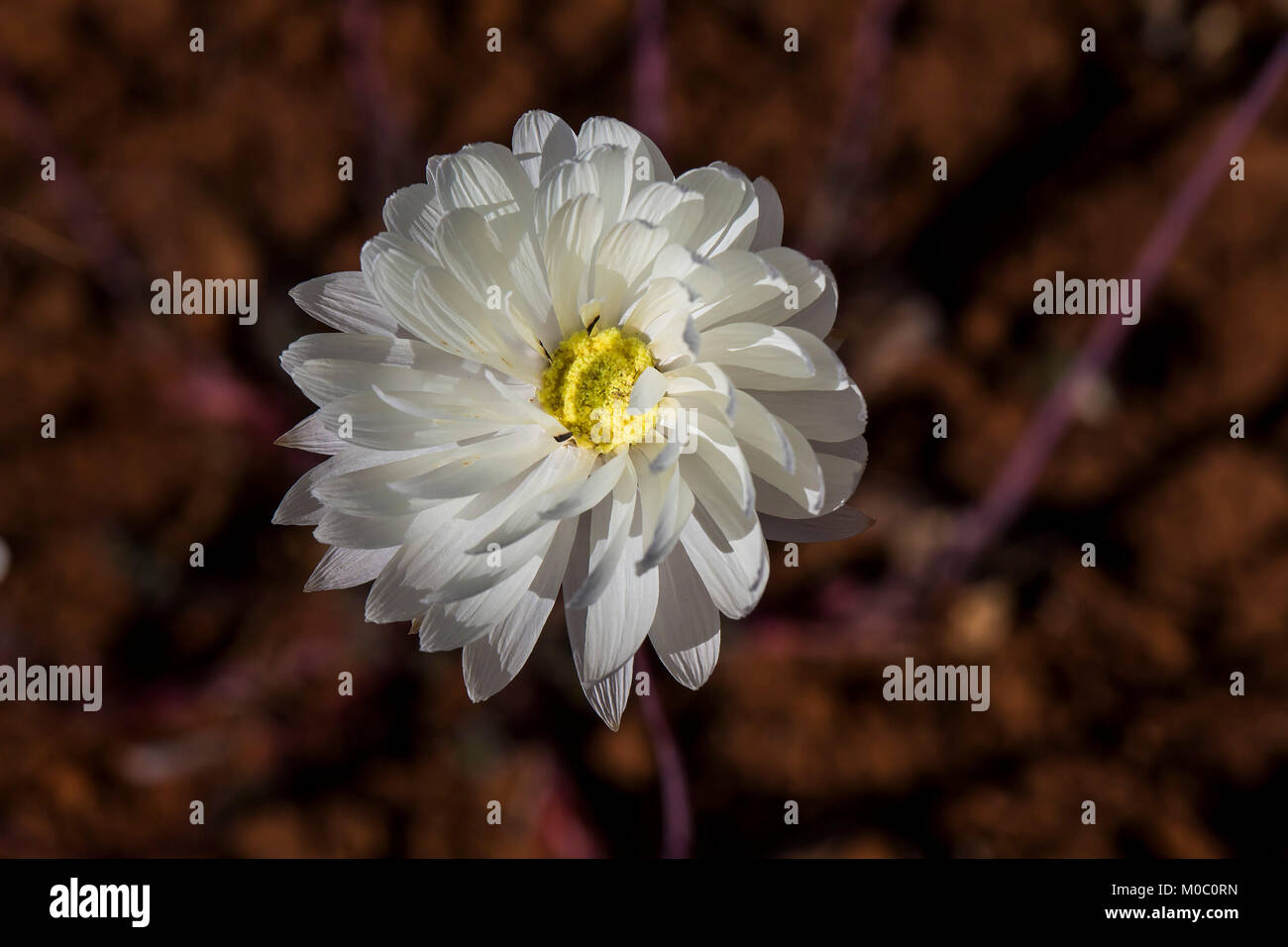 Magnifique immortelle (Rhodanthe chlorcephala) Banque D'Images