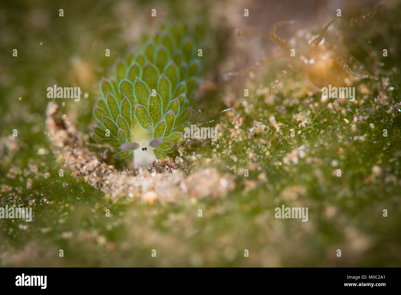 Le petit Shawn le mouton nudibranch Costasiella usagi est un tout petit nudibranche qui vit, se nourrir et se reproduire sur les algues marines. L'Indonésie Banque D'Images