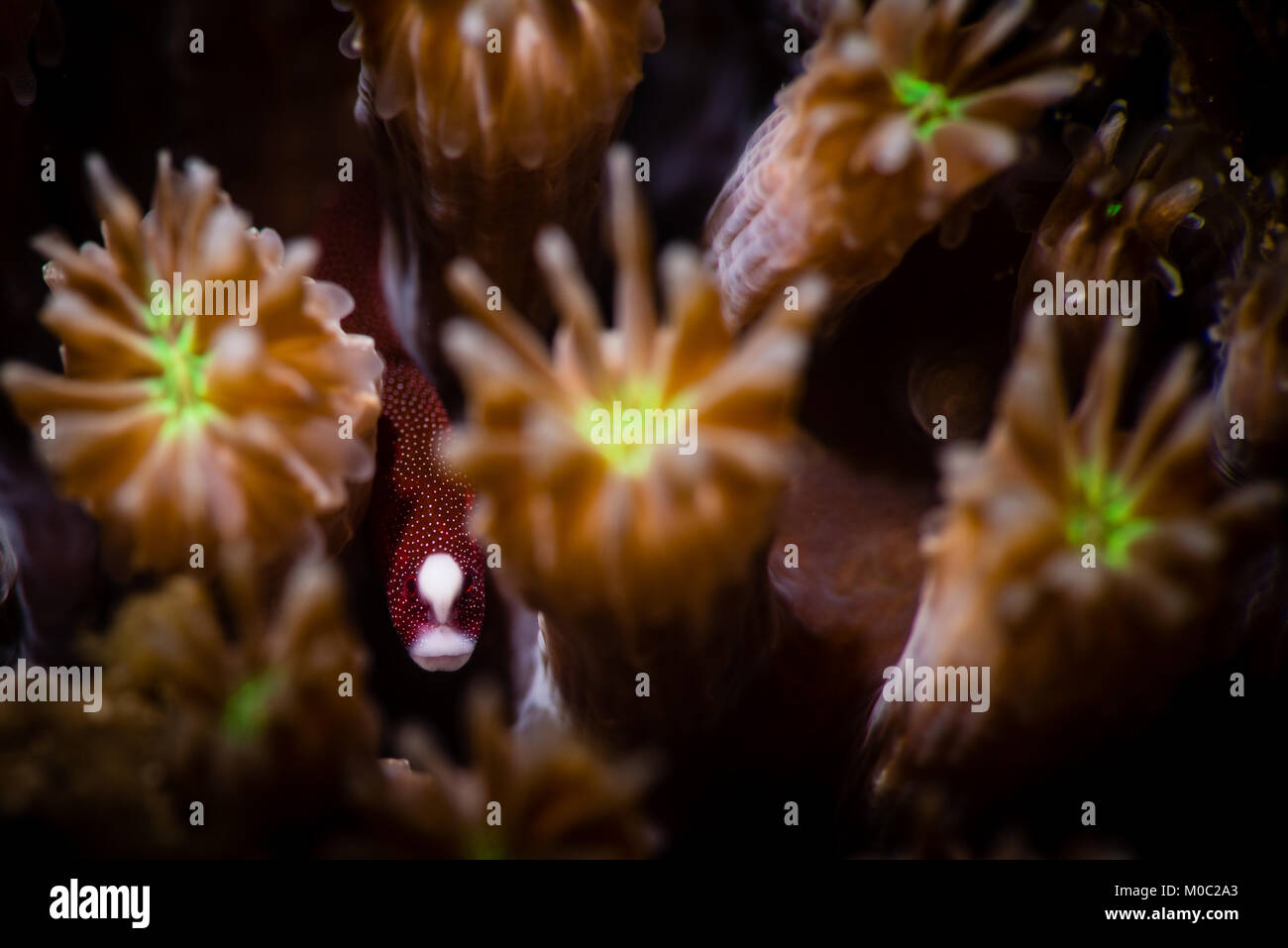 Le Pughead les syngnathes est un minuscule mais belle bête qui vit dans les têtes de corail. Il est très difficile de photographier comme il se déplace continuellement dans le corail Banque D'Images