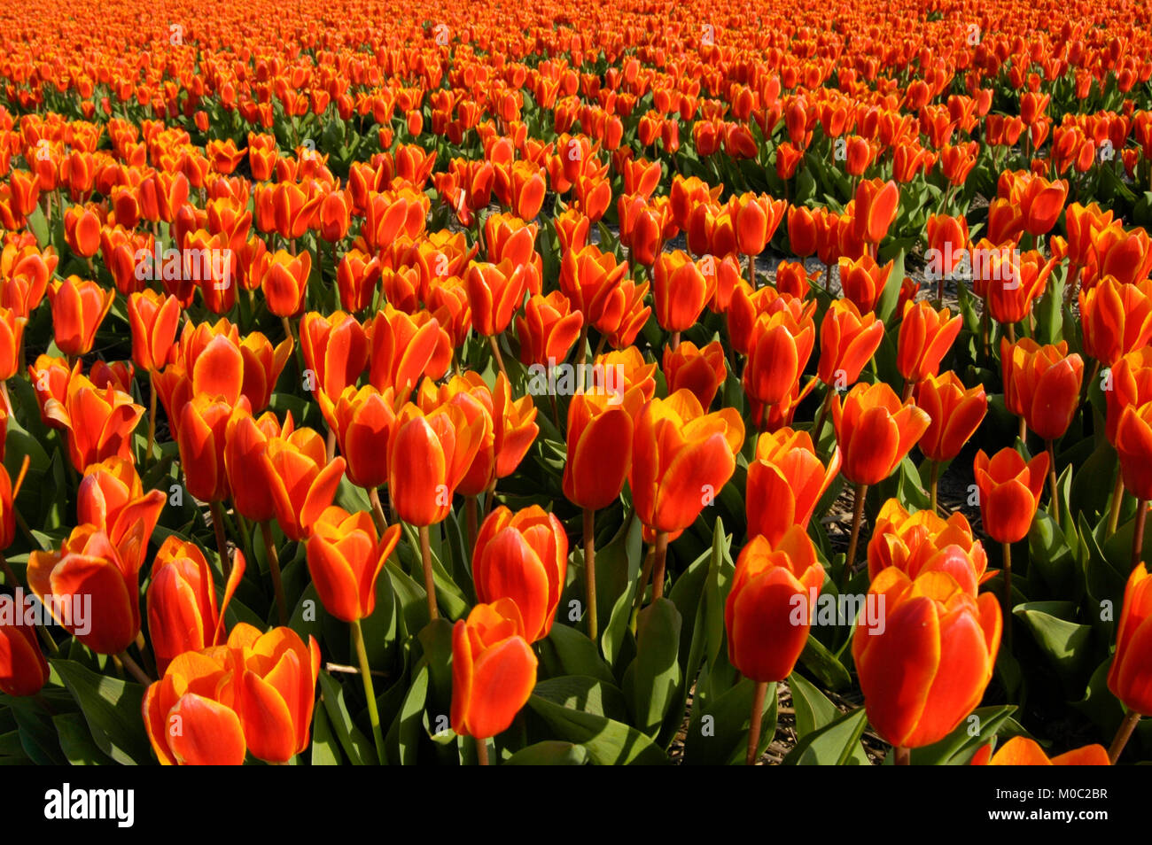 Tulpenfelder bei lisse, brillant Banque D'Images