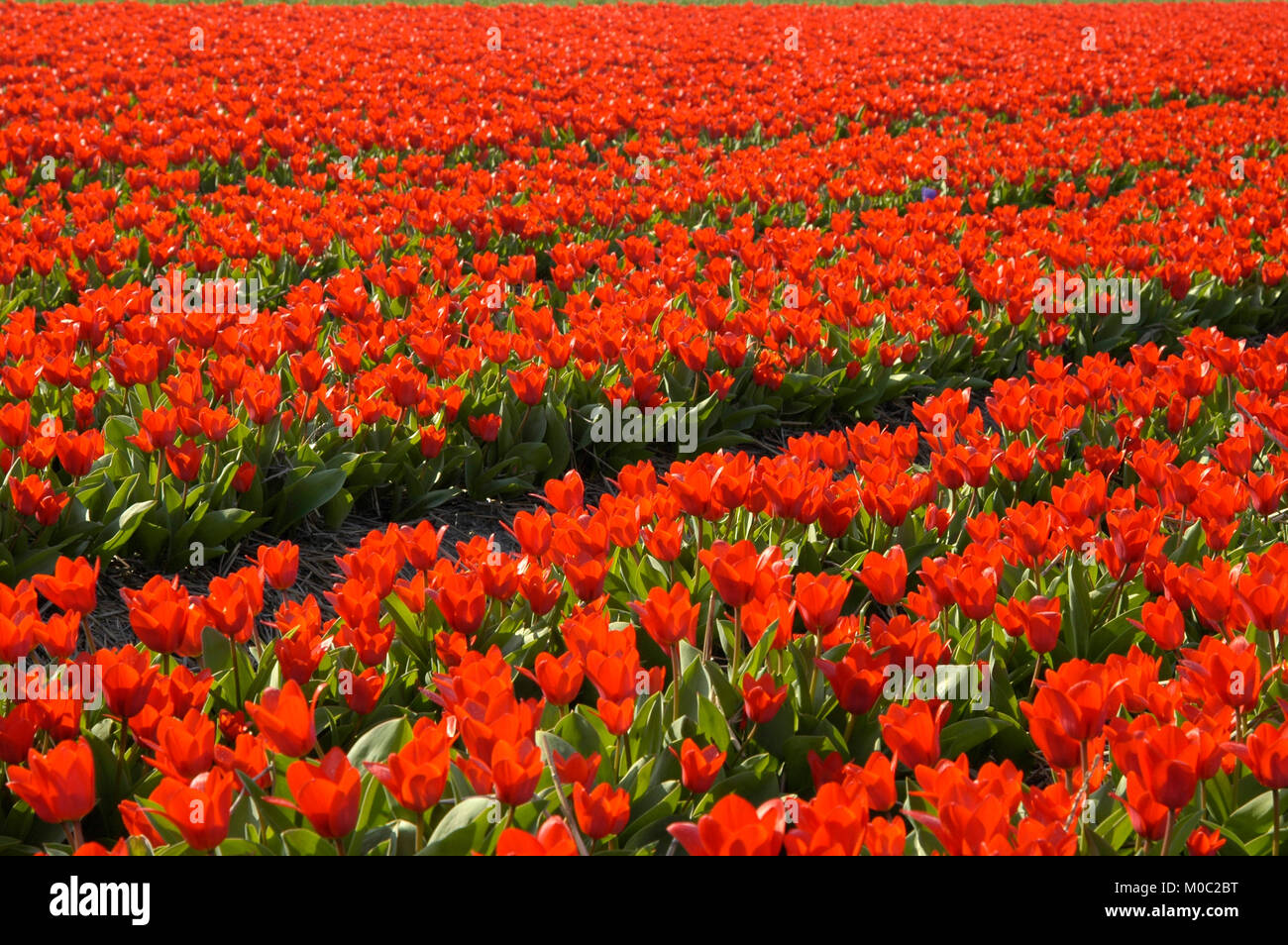 Tulpenfelder bei lisse, brillant Banque D'Images