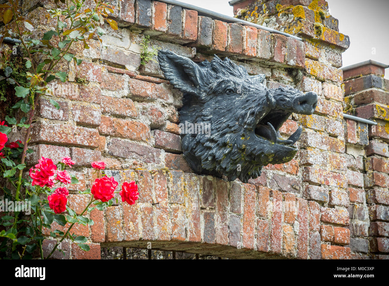 Sangliers tête montée sur mur dans parc du Château de la Bussière, La Bussière, la France, l'Europe. Banque D'Images