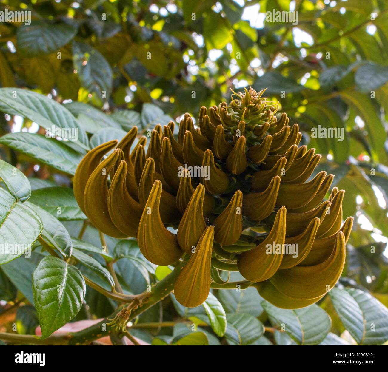 Close up of green tulip tree flower africaine en herbe (Fire bell, Fouain arbre, flamme de la forêt) sur une branche arbre dans le jardin. Banque D'Images