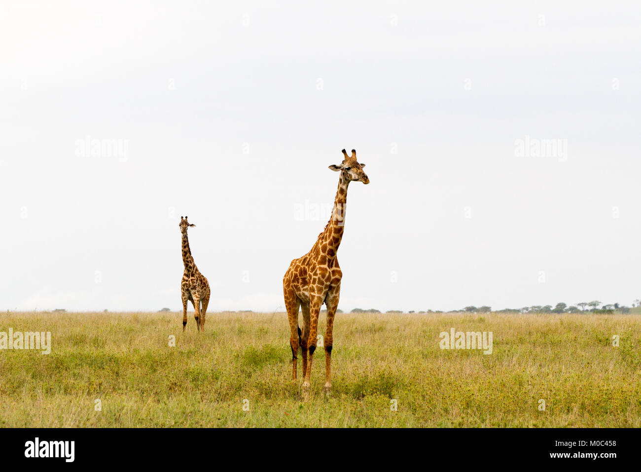 La Girafe (Giraffa), espèce d'ongulés artiodactyles (à l'Afrique, le plus grand mammifère terrestre vivant les animaux et la plus grande partie des ruminants, le Big Fiv Banque D'Images