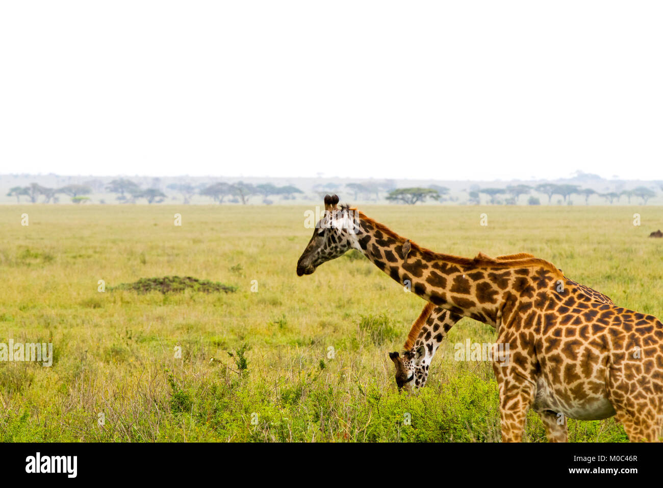 La Girafe (Giraffa), espèce d'ongulés artiodactyles (à l'Afrique, le plus grand mammifère terrestre vivant les animaux et la plus grande partie des ruminants, le Big Fiv Banque D'Images