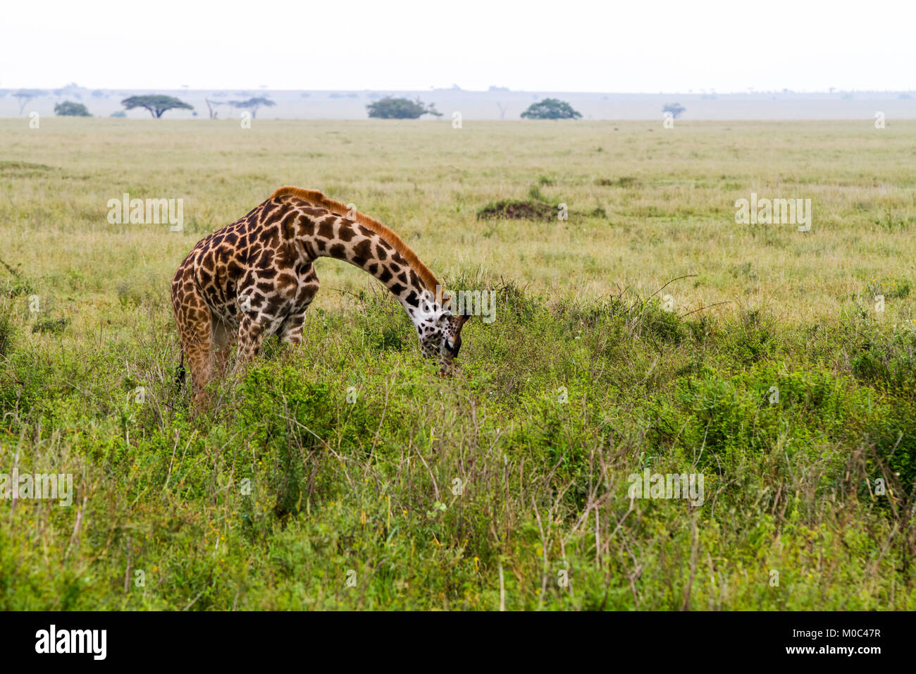 La Girafe (Giraffa), espèce d'ongulés artiodactyles (à l'Afrique, le plus grand mammifère terrestre vivant les animaux et la plus grande partie des ruminants, le Big Fiv Banque D'Images