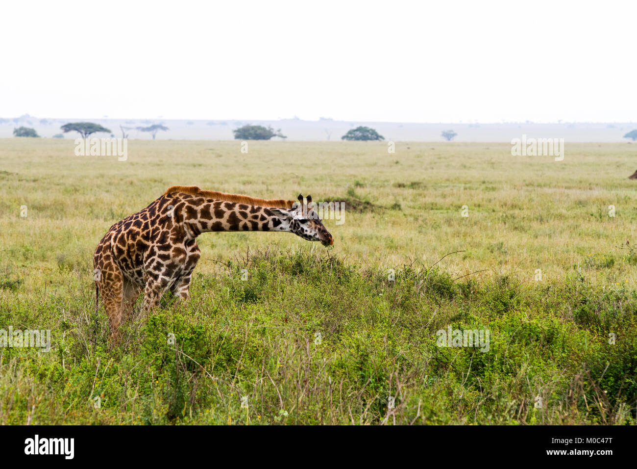 La Girafe (Giraffa), espèce d'ongulés artiodactyles (à l'Afrique, le plus grand mammifère terrestre vivant les animaux et la plus grande partie des ruminants, le Big Fiv Banque D'Images