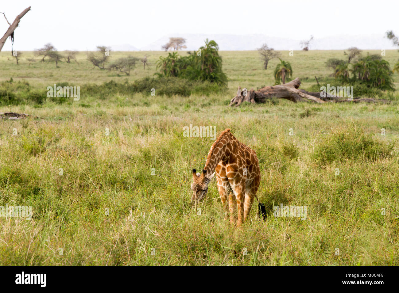 La Girafe (Giraffa), espèce d'ongulés artiodactyles (à l'Afrique, le plus grand mammifère terrestre vivant les animaux et la plus grande partie des ruminants, le Big Fiv Banque D'Images