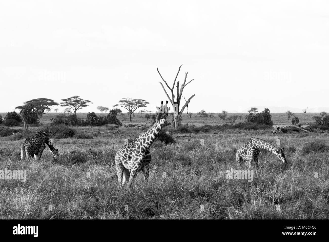 La Girafe (Giraffa), espèce d'ongulés artiodactyles (à l'Afrique, le plus grand mammifère terrestre vivant les animaux et la plus grande partie des ruminants, le Big Fiv Banque D'Images