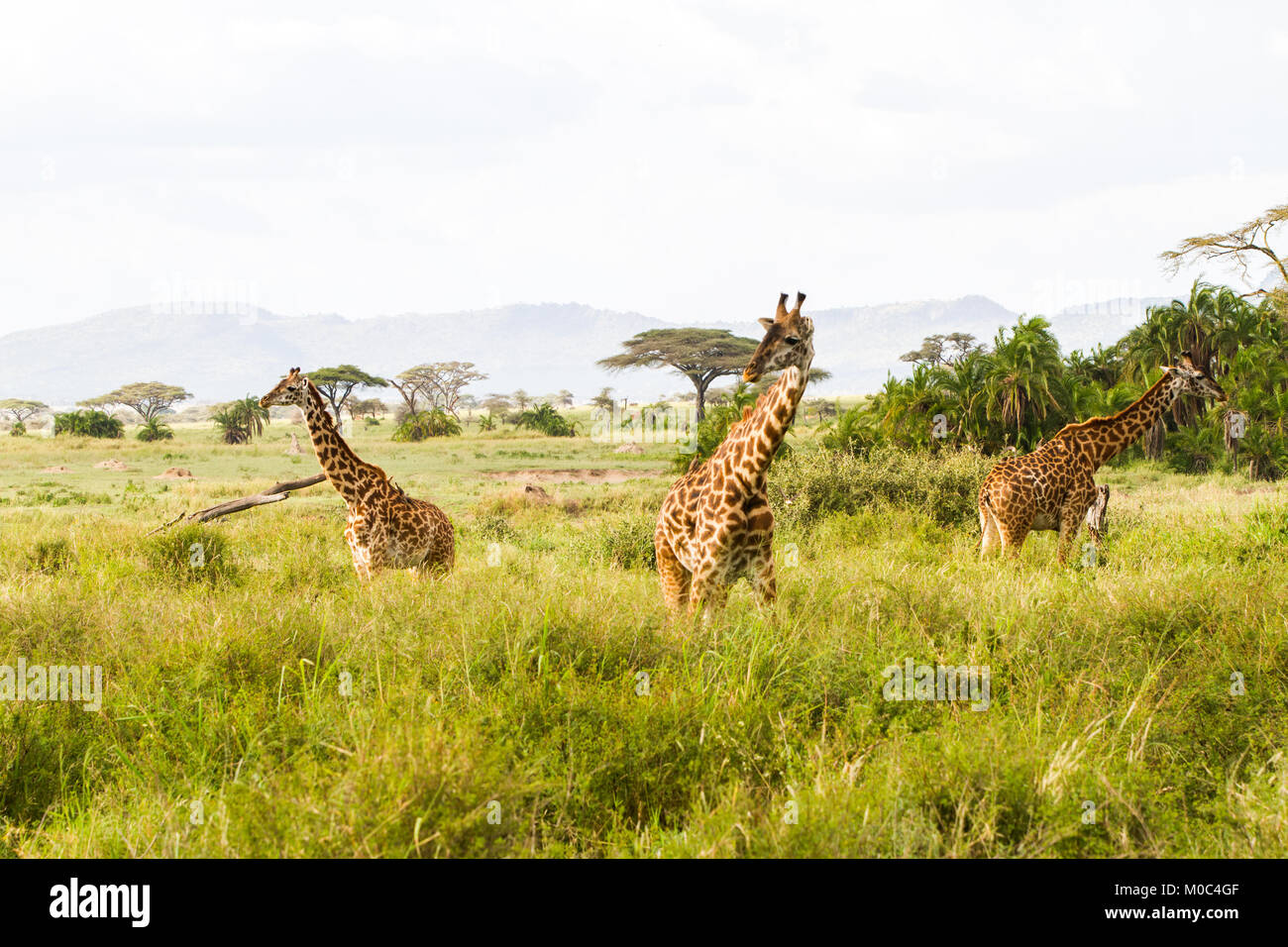 La Girafe (Giraffa), espèce d'ongulés artiodactyles (à l'Afrique, le plus grand mammifère terrestre vivant les animaux et la plus grande partie des ruminants, le Big Fiv Banque D'Images