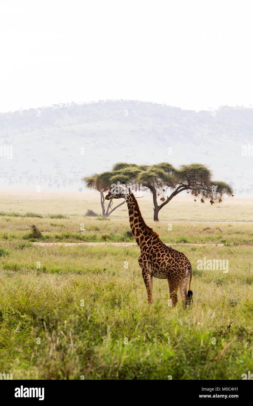 La Girafe (Giraffa), espèce d'ongulés artiodactyles (à l'Afrique, le plus grand mammifère terrestre vivant les animaux et la plus grande partie des ruminants, le Big Fiv Banque D'Images