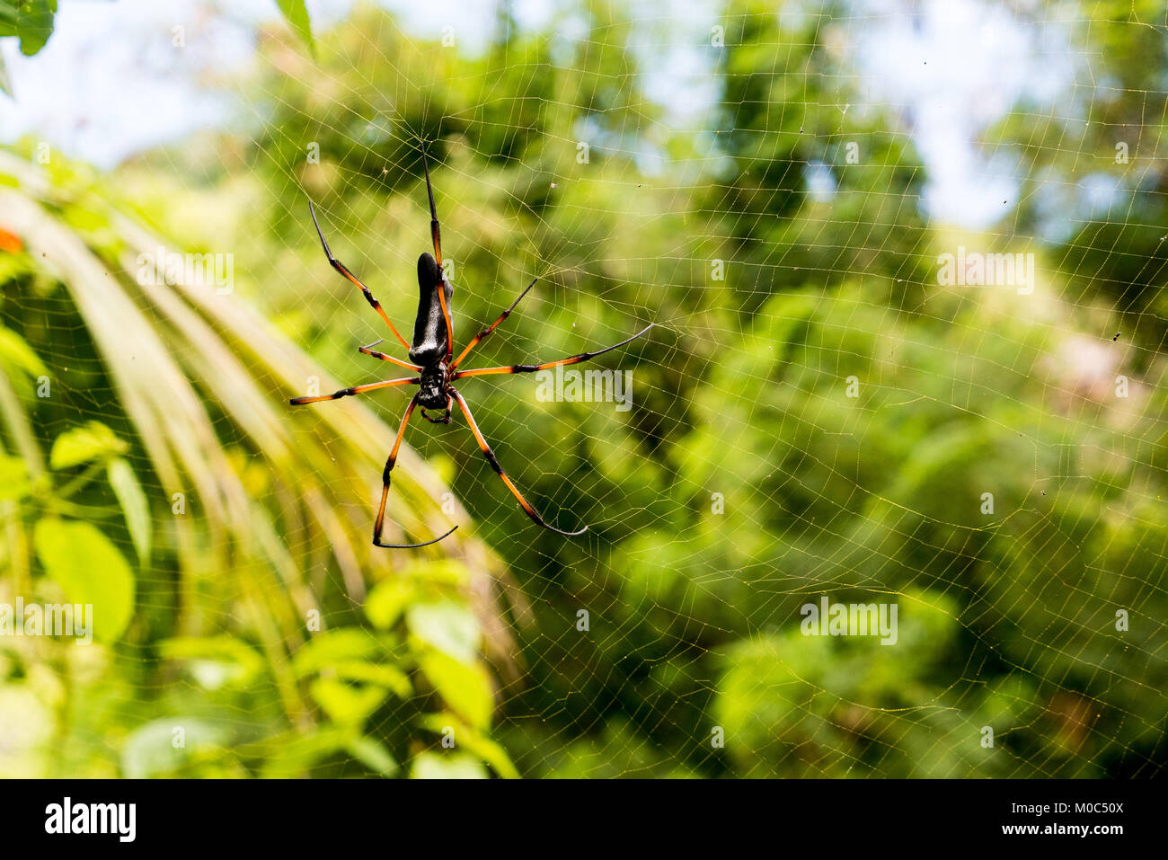 Longues jambes sur son site web d'araignée, Close up, la faune des Seychelles, pas d'araignée venimeuse Banque D'Images