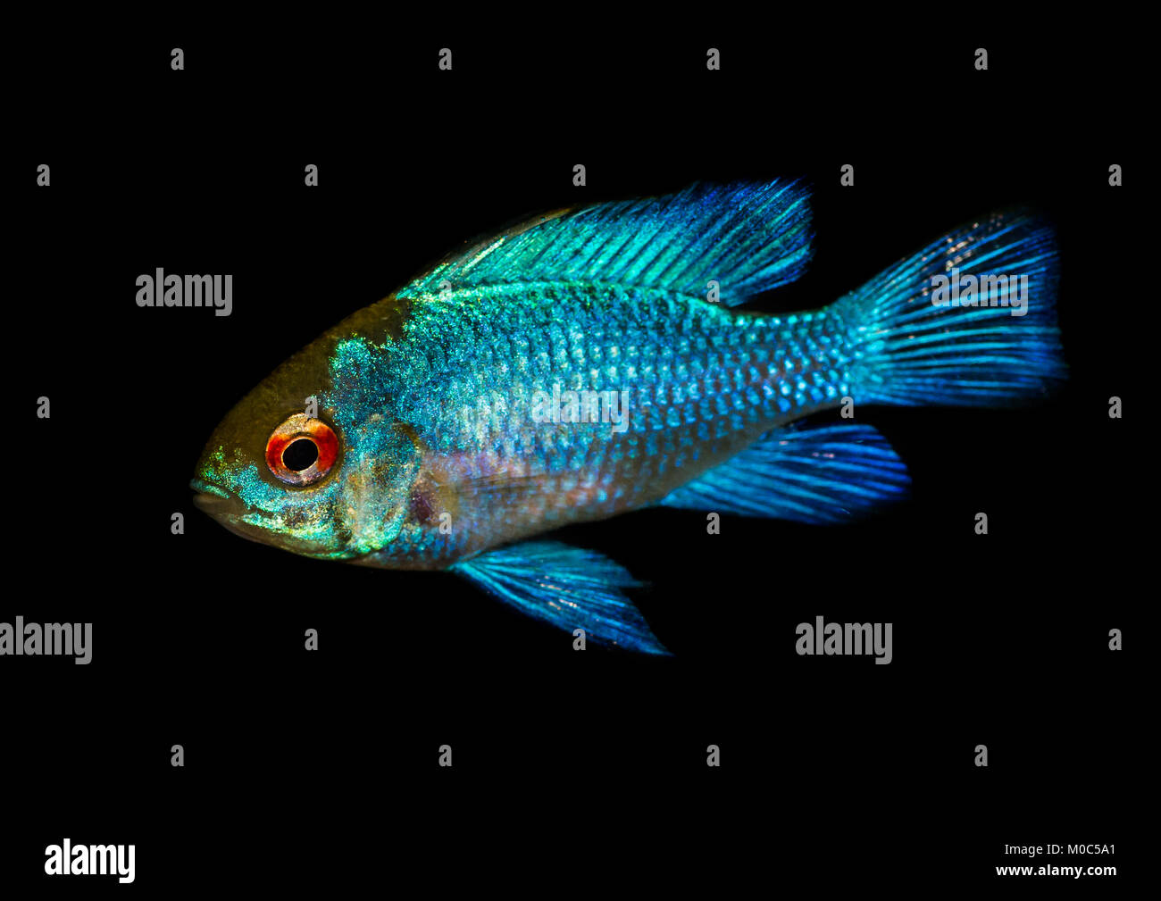 Une macro shot of an electric blue ram poissons tropicaux. Banque D'Images