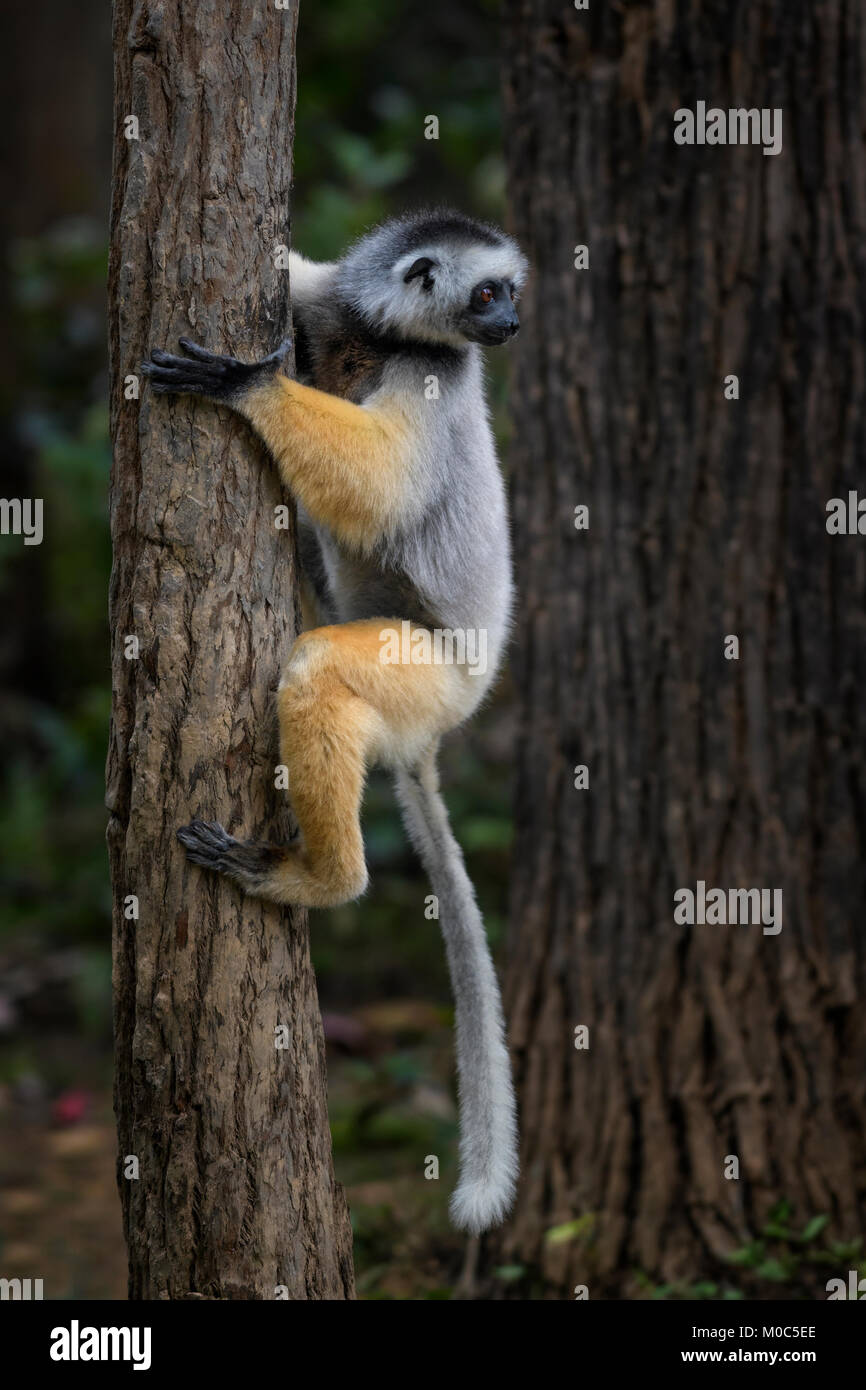 Diademed Sifaka Propithecus diadema - côte est, forêt tropicale, Madagascar. Lémurien de Madagascar en forêt tropicale. Primate mignon Banque D'Images