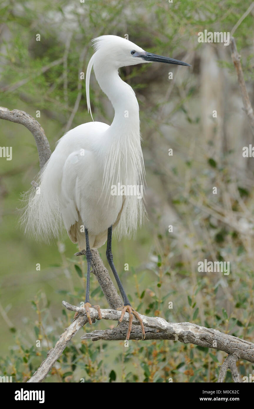 Aigrette garzette Egretta garzetta photographié dans la Camargue, France Banque D'Images