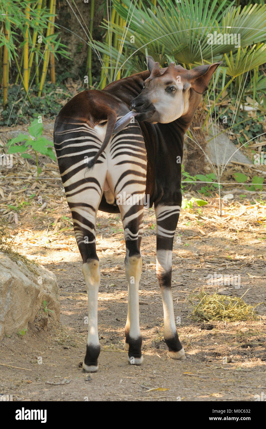 Okapi Okapia johnstoni en captivité des espèces menacées Banque D'Images