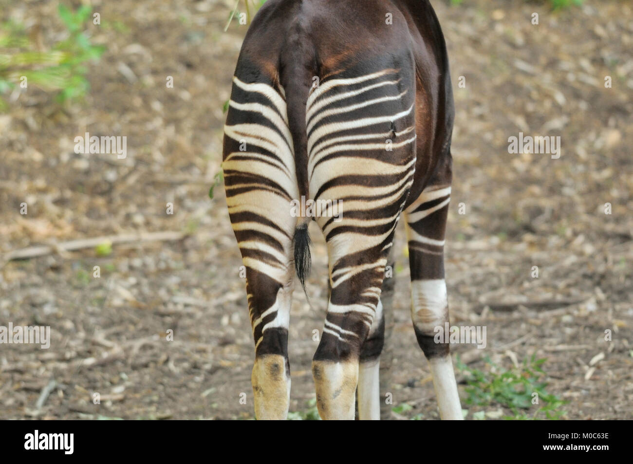 Okapi Okapia johnstoni en captivité des espèces menacées Banque D'Images