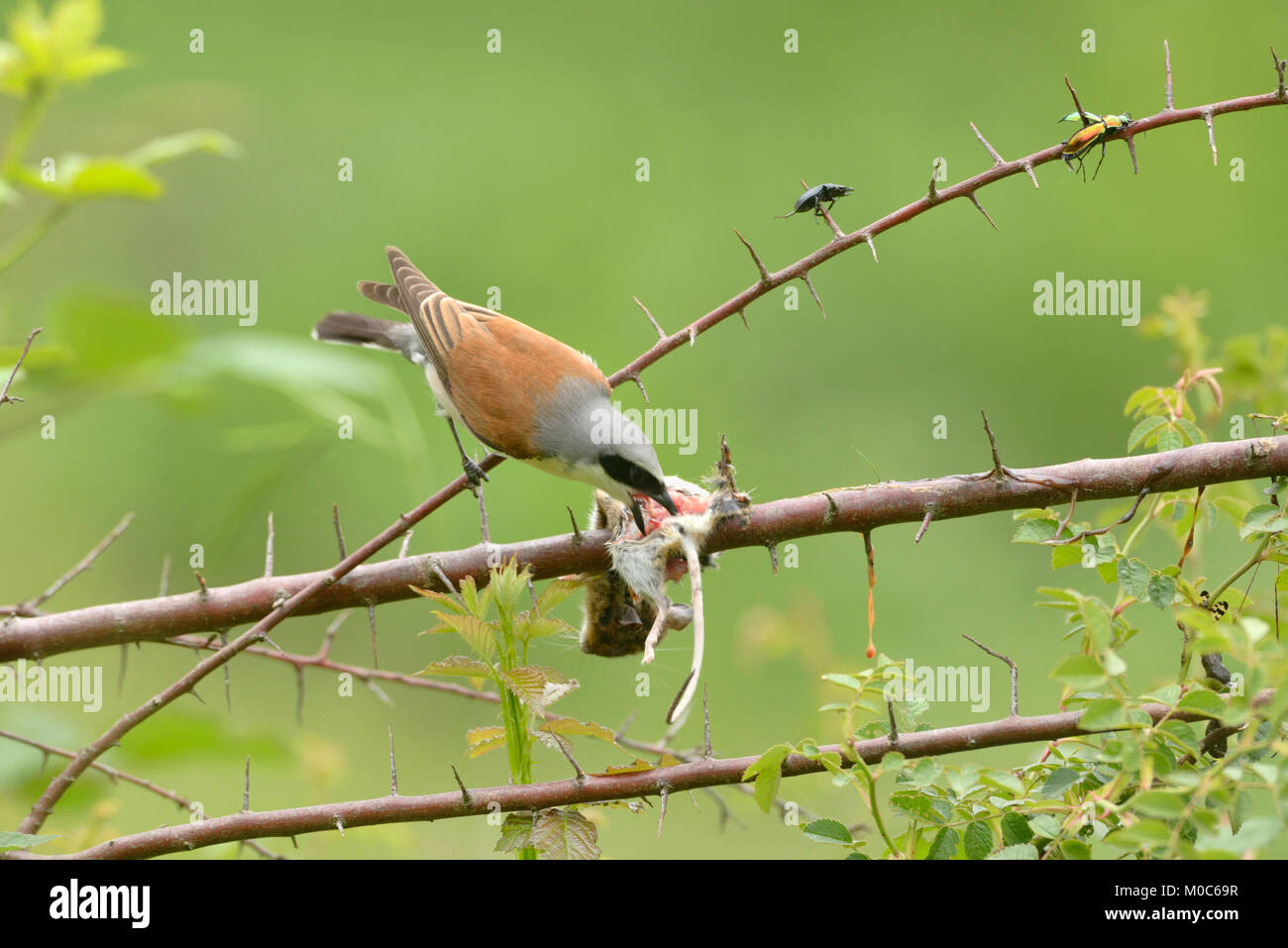 Pie-grièche écorcheur Lanius collurio Homme à larder photographié en France Banque D'Images