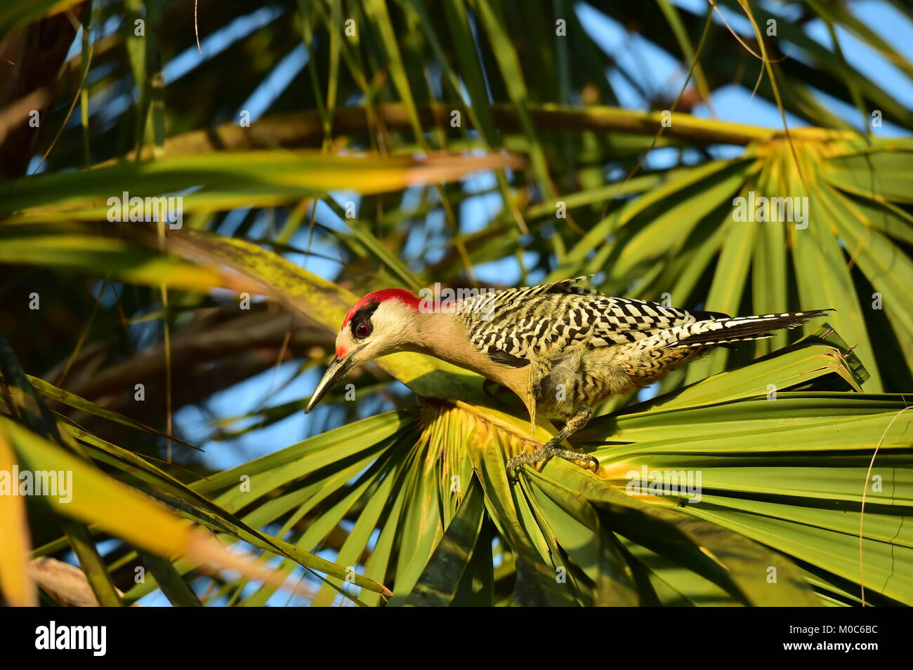 Melanerpes superciliaris - West Indian woodpecker. Cuba Banque D'Images