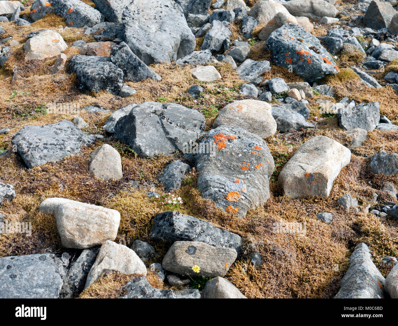 Lichen Sunburst croissant sur les rochers à Gravesend, le port Trinity sur le Spitzberg, Norvège. Le pavot jaune au premier plan. Banque D'Images