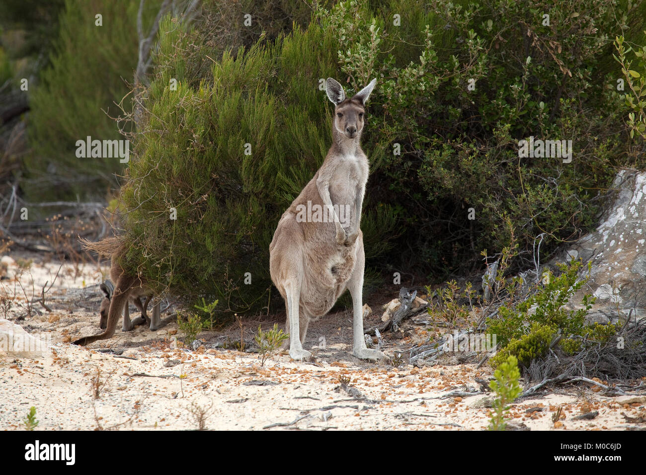 Le kangourou, le Parc National de Nambung, dans l'ouest de l'Australie. Banque D'Images