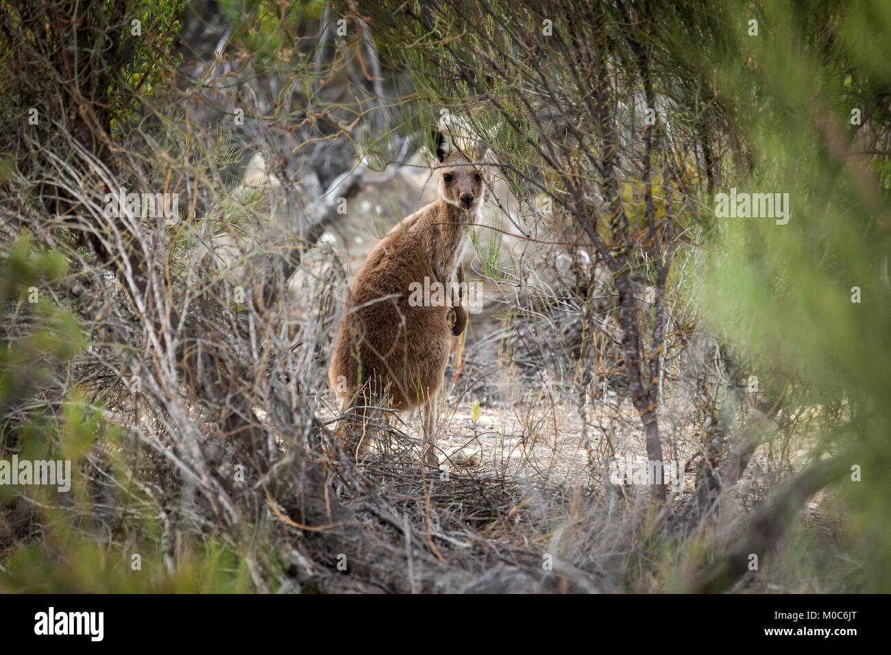 Le kangourou, le Parc National de Nambung, dans l'ouest de l'Australie. Banque D'Images