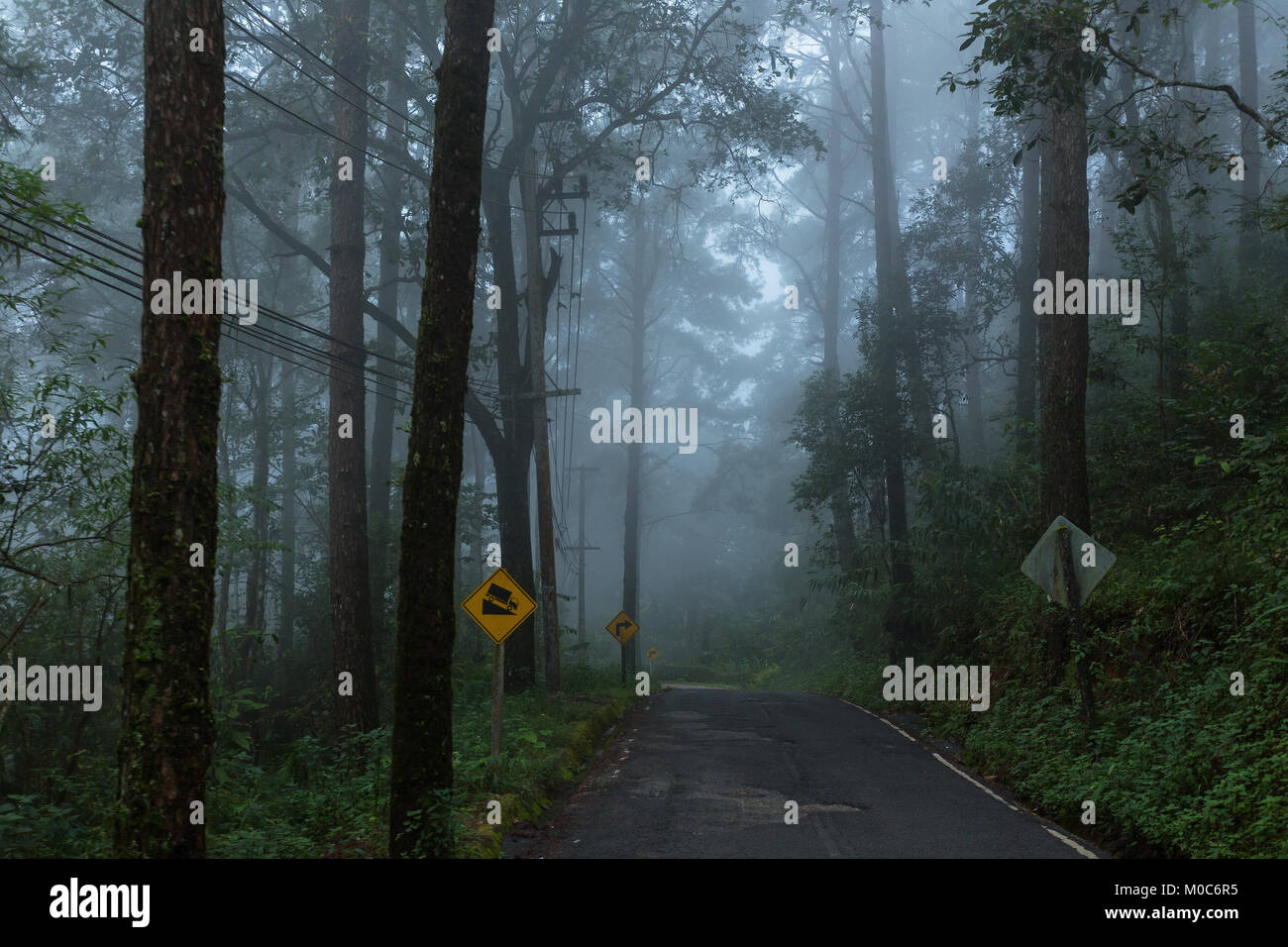 Route pavée humide dans la forêt tropicale avec pluie et brouillard jour Banque D'Images