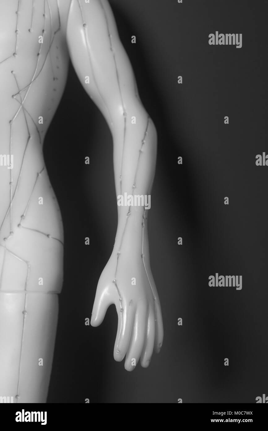 Le modèle des droits de l'acupuncture médicale Banque D'Images