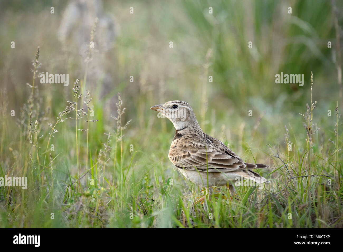 La calandre à Sorbulak steppe près de lac, sud du Kazakhstan Banque D'Images