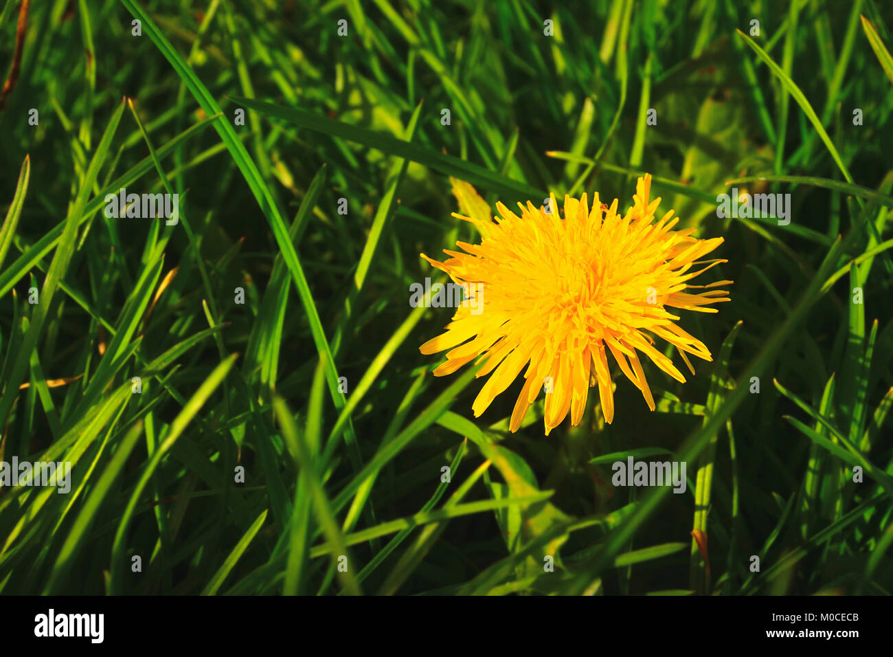 Pissenlit, fleur sauvage jaune Banque D'Images