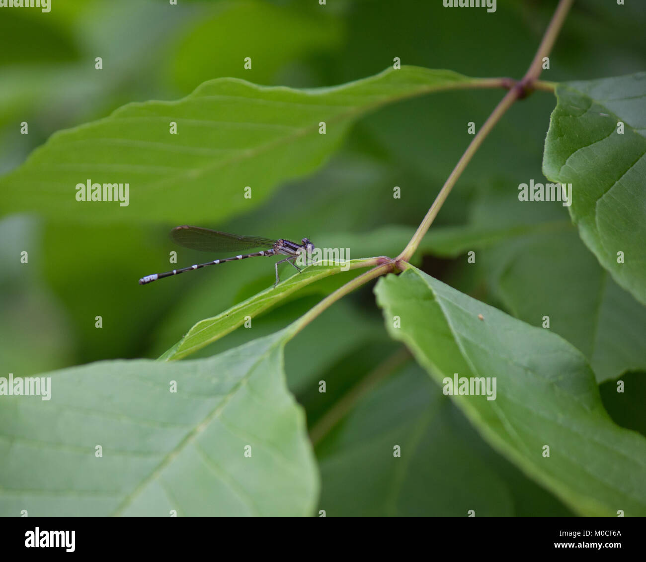 Libellule on Leaf Banque D'Images