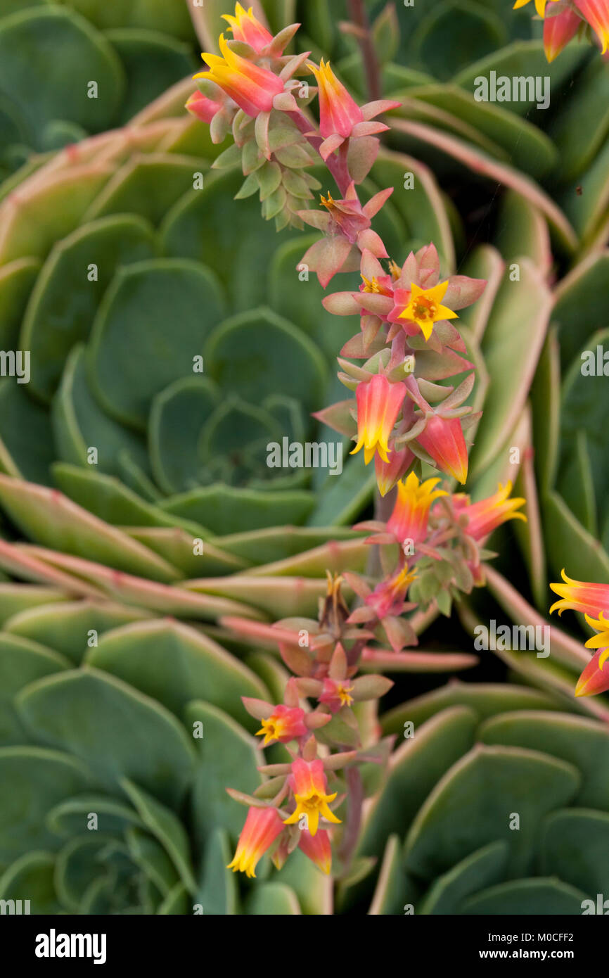 La floraison d'une plante succulente Banque D'Images