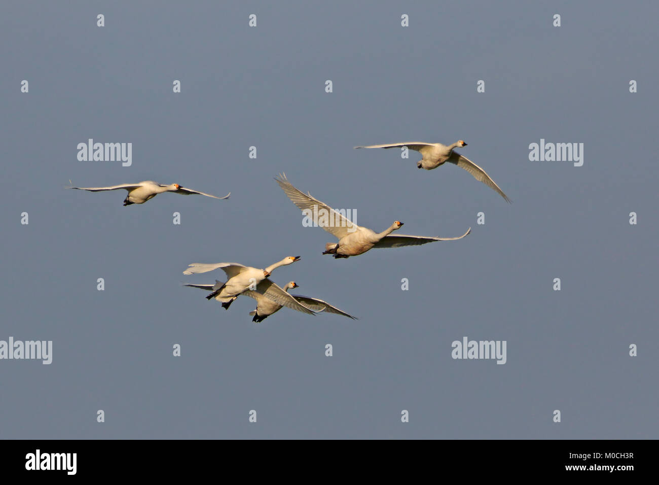 Cinq cygnes de Bewick en vol à Slimbridge WWT réserver UK, l'un avec l'étiquette de col Banque D'Images