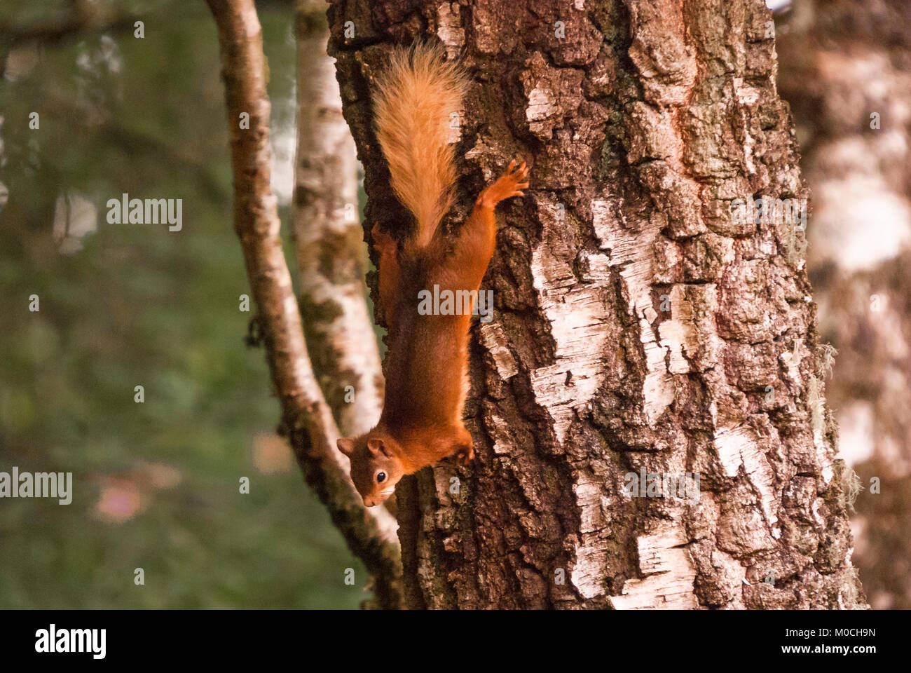 Un écureuil roux, Sciurus vulgaris, arrêté à mi-course face à un arbre, le bouleau verruqueux Betula pendula dans 38, l'Ecosse, Lochaber. 15 Juin 2011 Banque D'Images