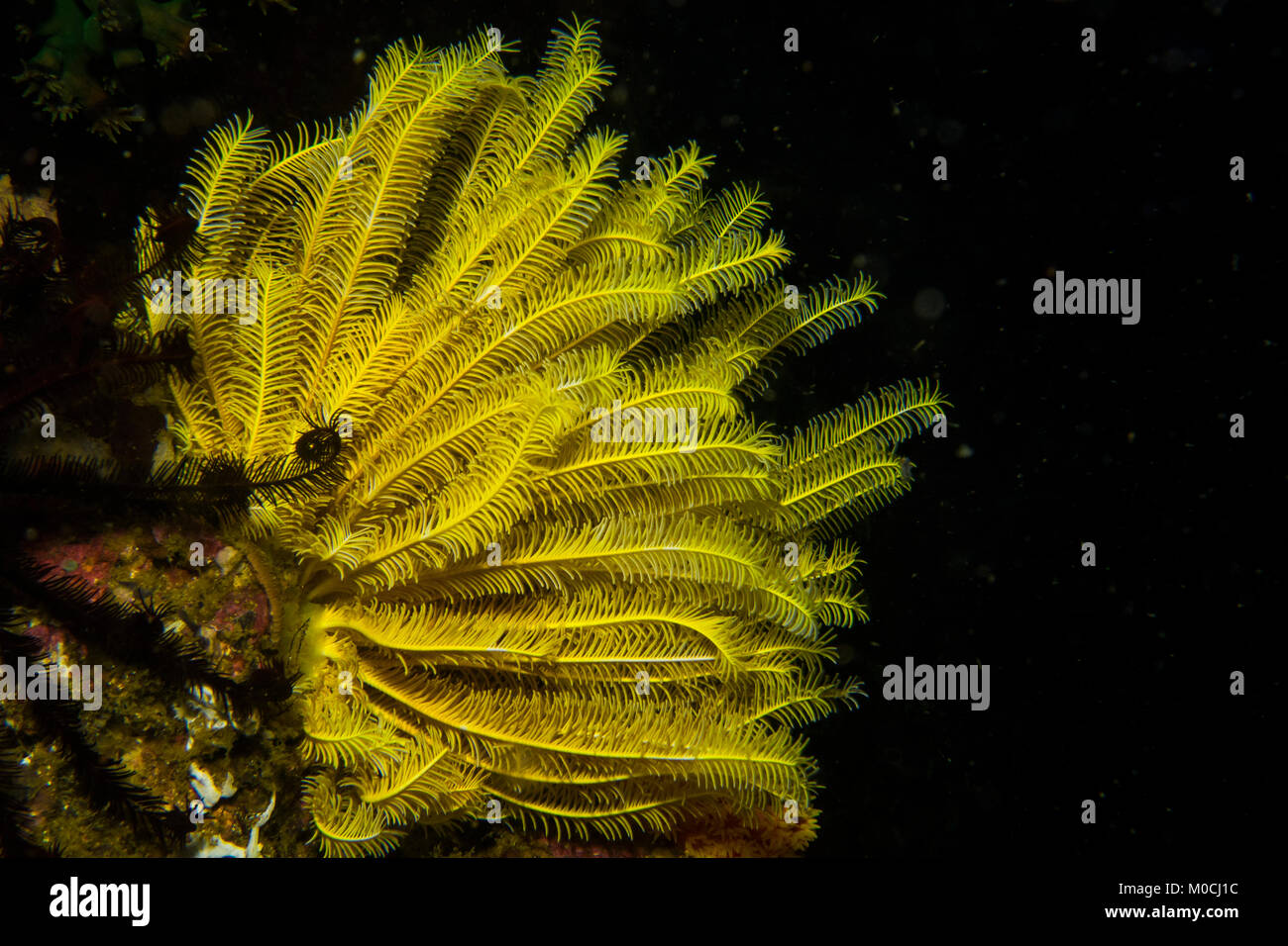 Sous l'eau, Anilao, Philippines, coralliens reef, crinoide Banque D'Images