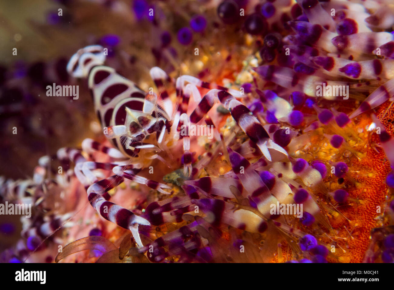 Sous l'eau, Anilao, Philippines, crevettes, crevettes Coleman Banque D'Images