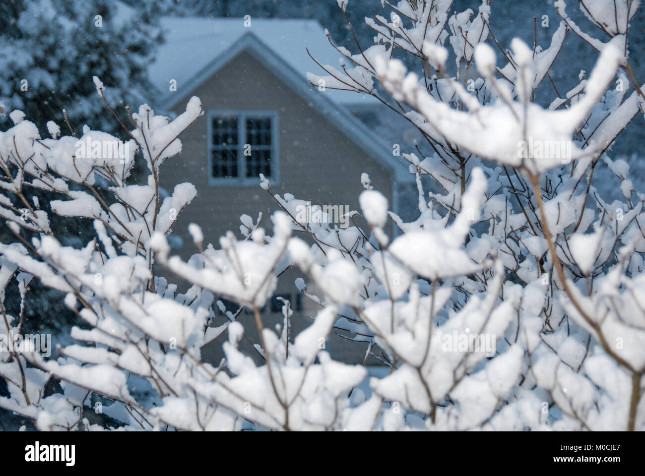 Les branches d'arbre cornouiller d'épaisseur de neige dans un quartier d'Atlanta, en Géorgie. (USA) Banque D'Images