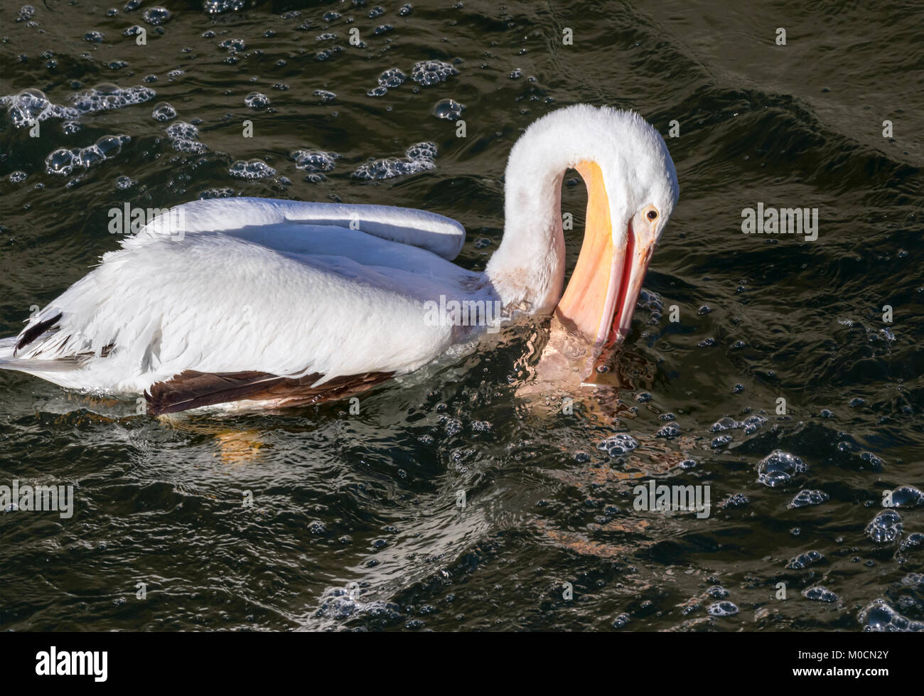 Pélican blanc (Pelecanus erythrorhynchos) la chasse aux poissons, que Saylorville lake, Iowa, États-Unis. Banque D'Images