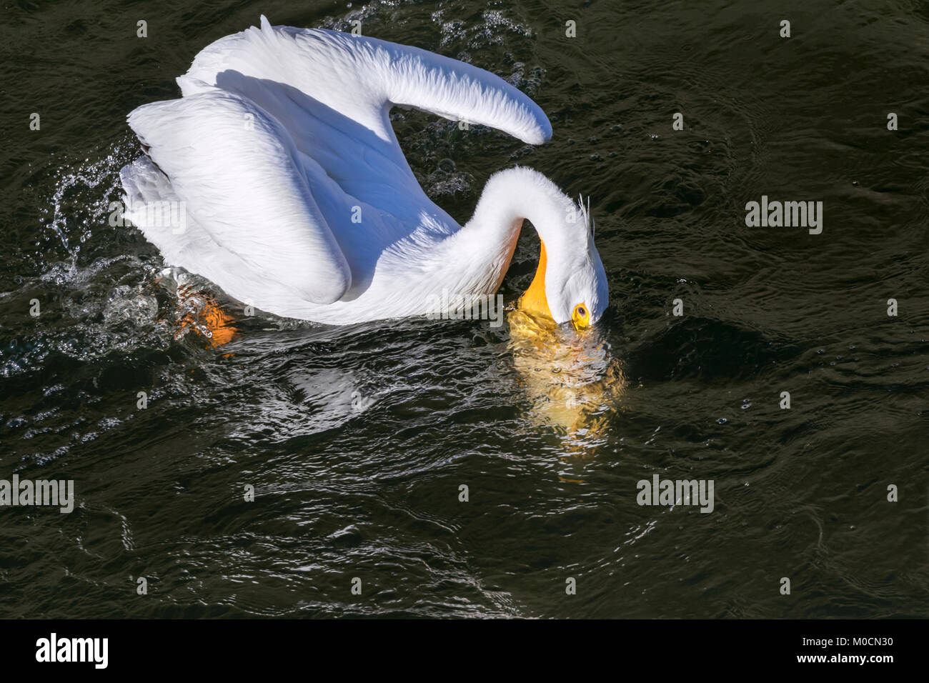 Pélican blanc (Pelecanus erythrorhynchos) la chasse aux poissons, que Saylorville lake, Iowa, États-Unis. Banque D'Images