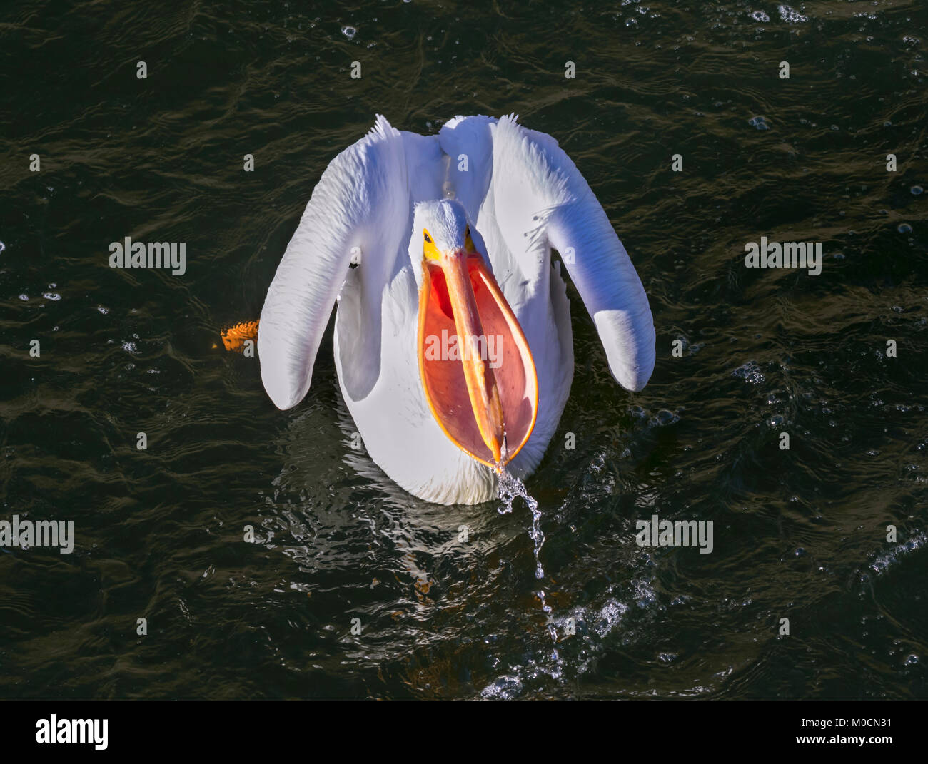 Pélican blanc (Pelecanus erythrorhynchos) swalllwing les poissons capturés, que Saylorville lake, Iowa, États-Unis. Banque D'Images