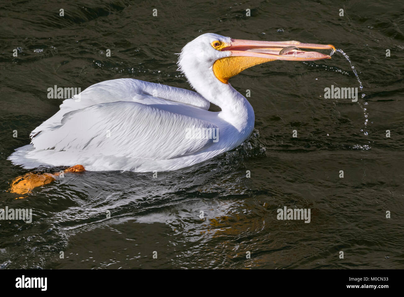 Pélican blanc (Pelecanus erythrorhynchos) swalllwing les poissons capturés, que Saylorville lake, Iowa, États-Unis. Banque D'Images
