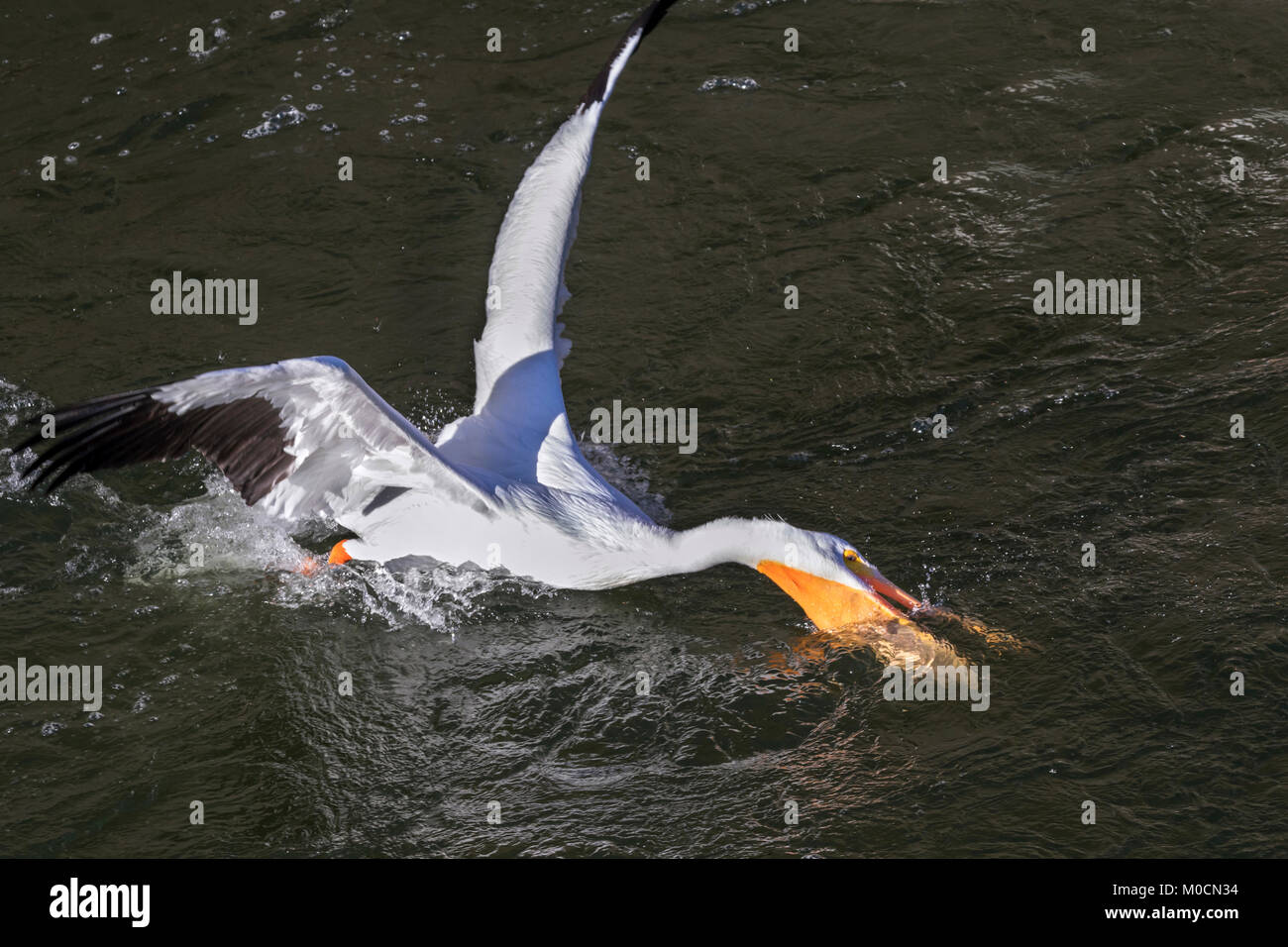 Pélican blanc (Pelecanus erythrorhynchos) la chasse aux poissons, que Saylorville lake, Iowa, États-Unis. Banque D'Images