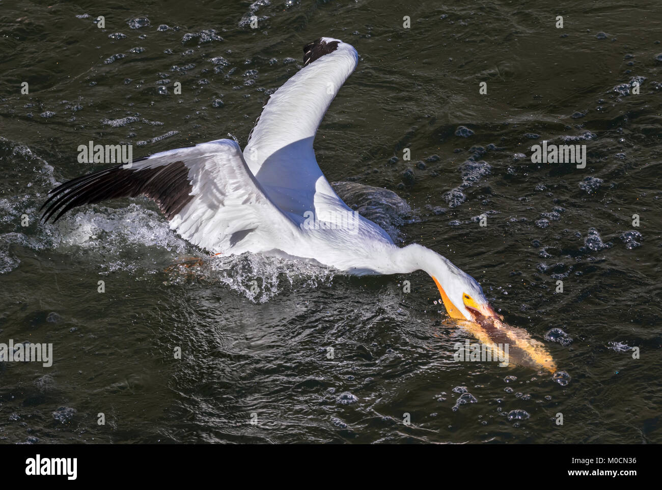 Pélican blanc (Pelecanus erythrorhynchos) la chasse aux poissons, que Saylorville lake, Iowa, États-Unis. Banque D'Images