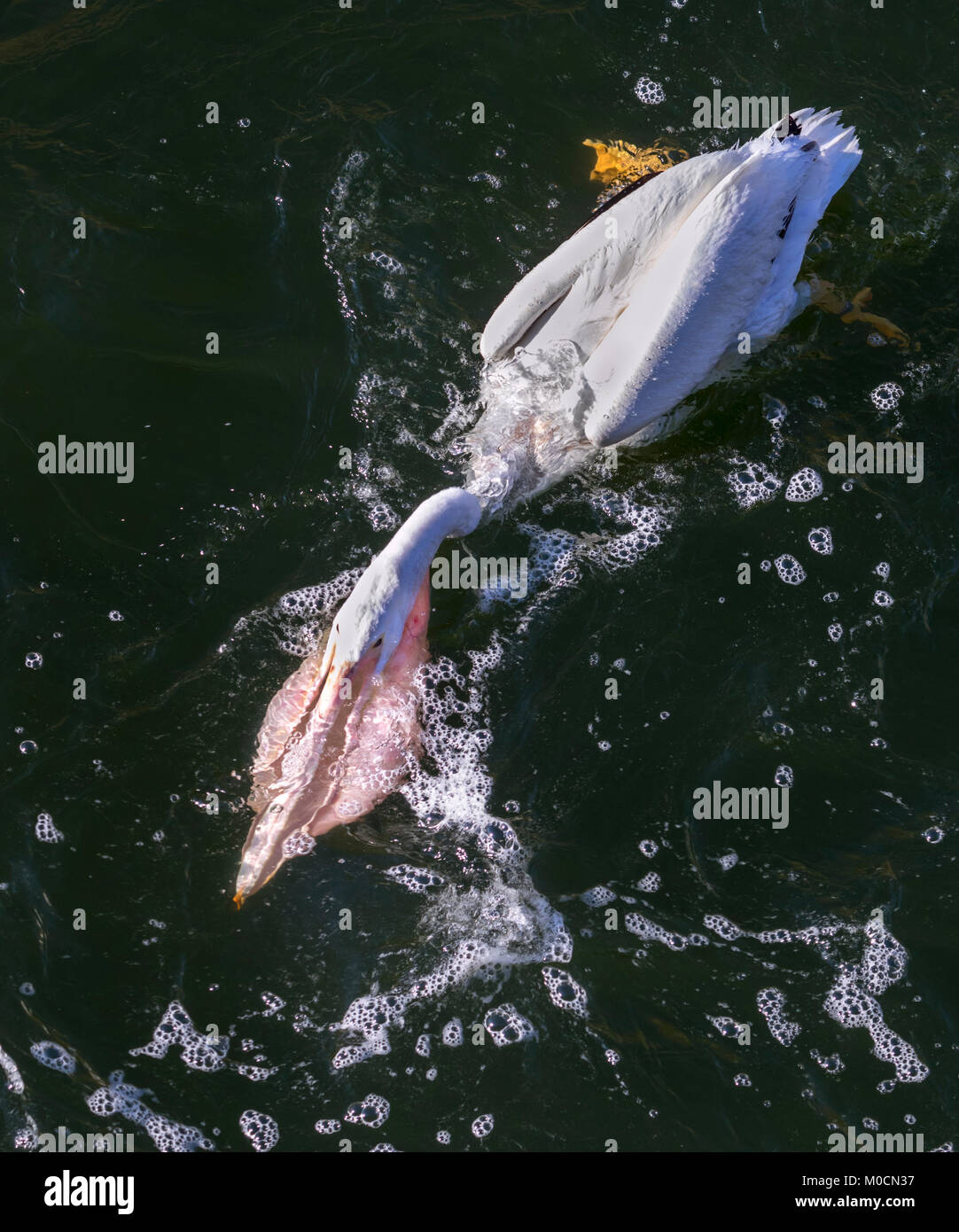 Pélican blanc (Pelecanus erythrorhynchos) la chasse aux poissons, que Saylorville lake, Iowa, États-Unis. Banque D'Images