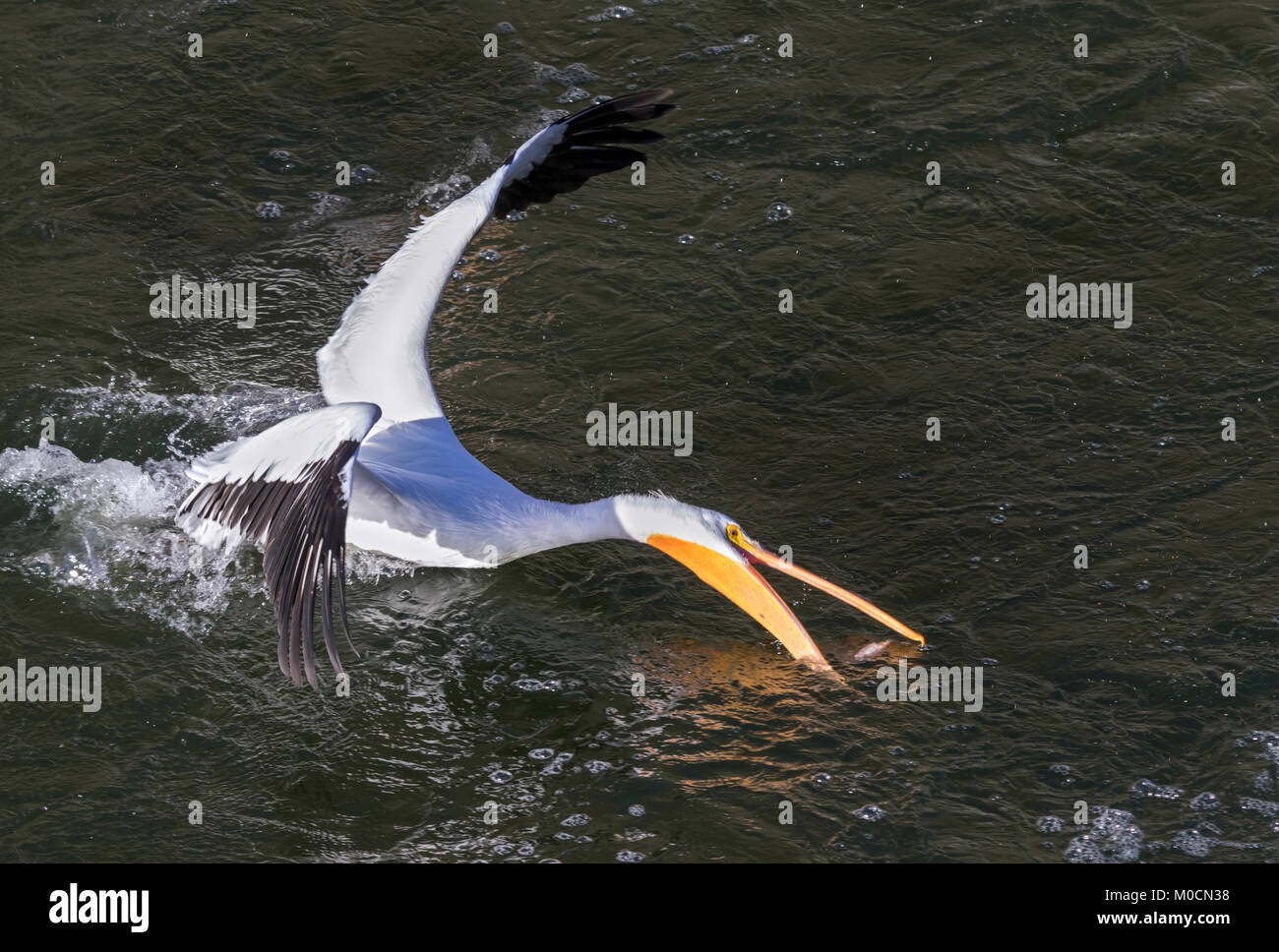 Pélican blanc (Pelecanus erythrorhynchos) la chasse aux poissons, que Saylorville lake, Iowa, États-Unis. Banque D'Images