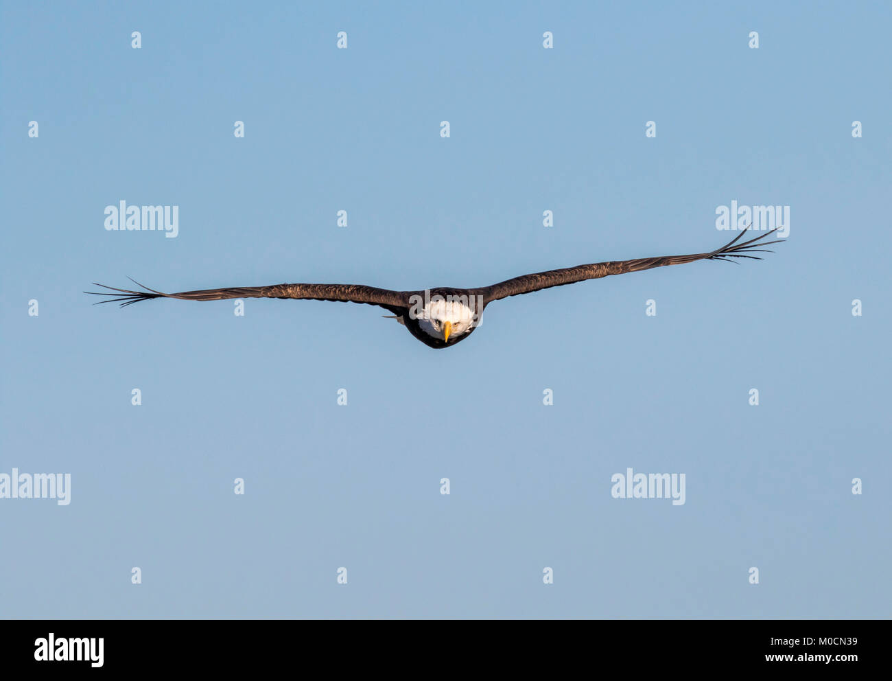 Pygargue à tête blanche (Haliaeetus leucocephalus) vol face à la caméra, avec plumes hérissées sur le vent, Iowa, États-Unis Banque D'Images